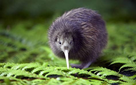 Kiwi Animal Birds Macro Wallpapers Hd Desktop And