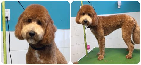 The 0 5mm haircut length clipper trim with photos ready sleek. Doodles grooming - by Spa Groomtopia - pet grooming salon ...