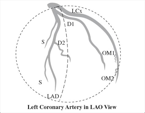 Anatomy Radiology Key