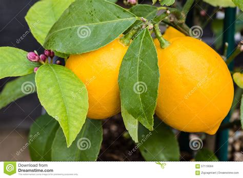 Ripening Oranges On Small Trees Stock Photo Image Of Plant Trees