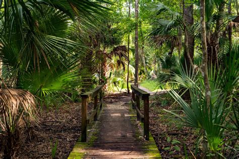 Ocala National Forest An Epic Guide To Floridas Hidden Gem