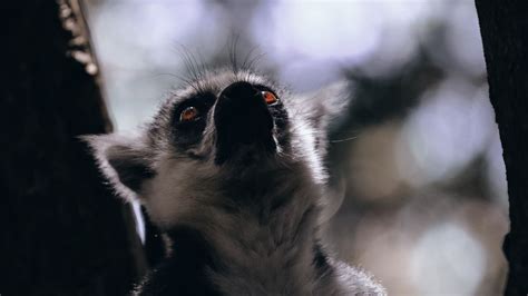 Wallpaper Lemur Animal Glance Wildlife Hd Picture Image