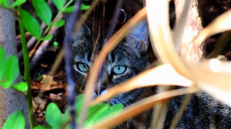 Feral Cat Documentary Wild Jungle Cat The Final Chapter Youtube