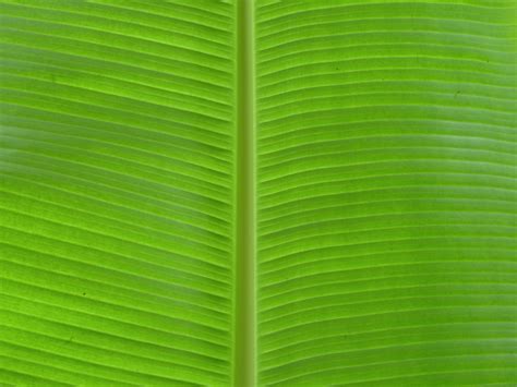 Banana Leaf Backgrounds Pixelstalknet