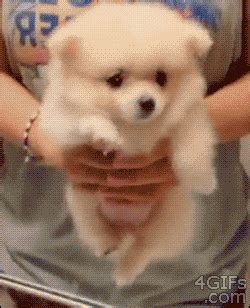 funny animal gifs part   gifs amazing creatures
