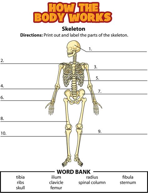 Skeleton Label Sheet Human Skeletal System Worksheet Coloring Page 实验室设备网