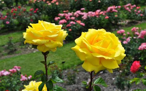 Most Beautiful Yellow Roses Wallpapers15 Good Morning