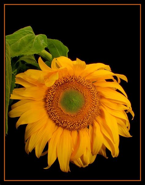 Sunflower Hdr 5 Exposure Hdr At 1 Ev Intervals Tone Mappe Flickr