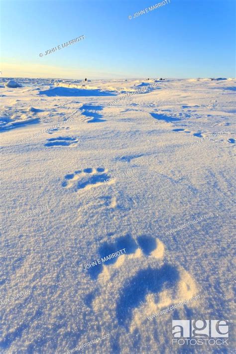Polar Bear Tracks In Nunavut Canada Stock Photo Picture And Rights