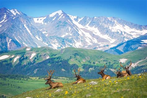 How To Hunt Elk In Colorado Big Game Elk Hunting Seasons Draws And Tips