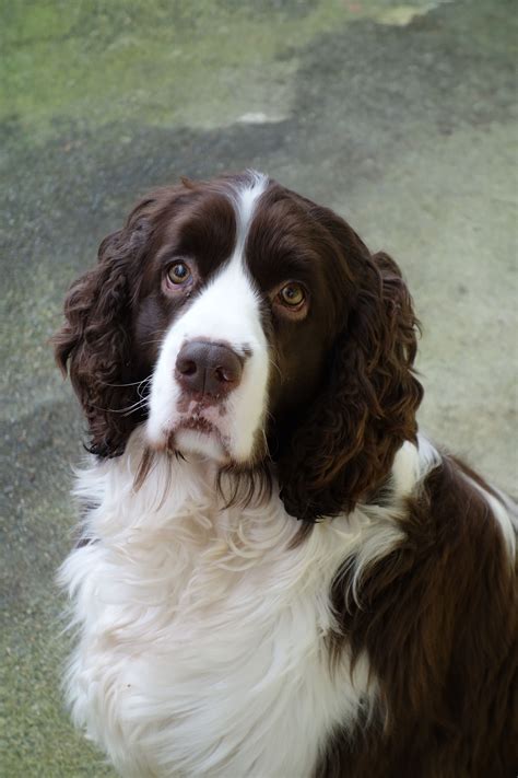 A cordless stick vacuum for the person who has pets, kids. Springer Spaniel. Sweet, but not innocent!!! LOL ...