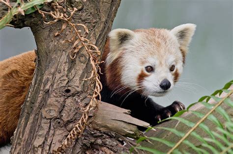 Stealthy Red Panda Photograph By Greg Nyquist Pixels