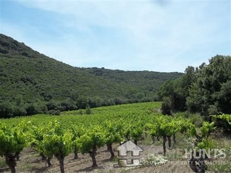 Wine Not Invest In Languedocs Luxury Art De Vivre The Hunter