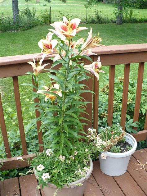 A Tutorial On Growing Lilies