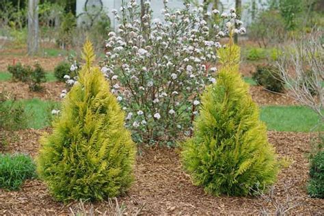 Thuja Plicata Fluffy® Western Arborvitae Thuja Plicata Cool Plants