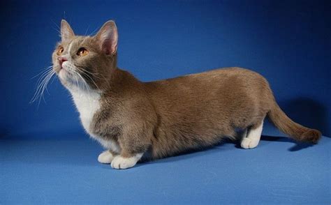 The Welsh Corgi Of Cats The Munchkin Kittens Whiskers