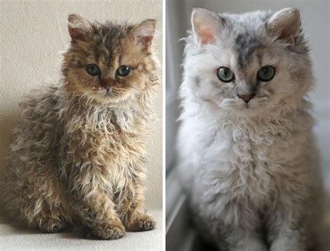It has a wooly appearance with its loose curls that are quite soft. These Curly Cats Who All Descended From One Shelter Kitty ...