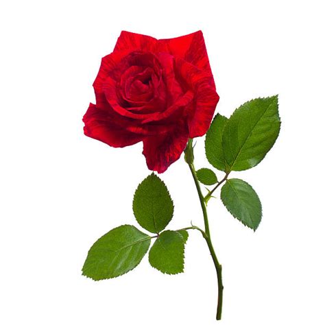 Single Rose Stock Photos Pictures And Royalty Free Images Istock