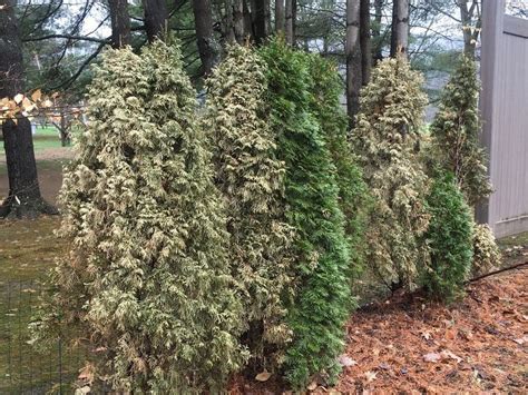 Learn more about these trees from this old house. Arborvitae Turning Brown - The Home Garden