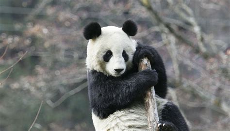 Why Are Pandas Endangered Animals Sciencing