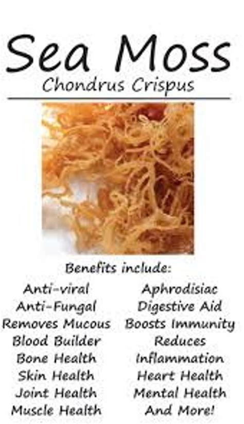 As societies grapple with the menace of lifestyle diseases, a growing number of people are quickly switching to health foods to boost their odds of staying healthy. Dr Sebi Sea Moss chondrus crispus Irish moss 100 VEGAN ...