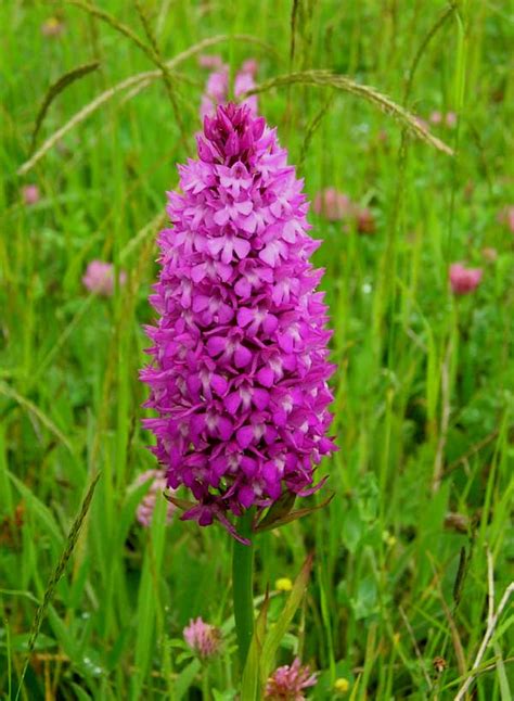 Pyramidal Or Pyramid Orchid In France