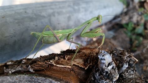 Pregnant Praying Mantis About 6 Inches Long Look At Her Eye If You