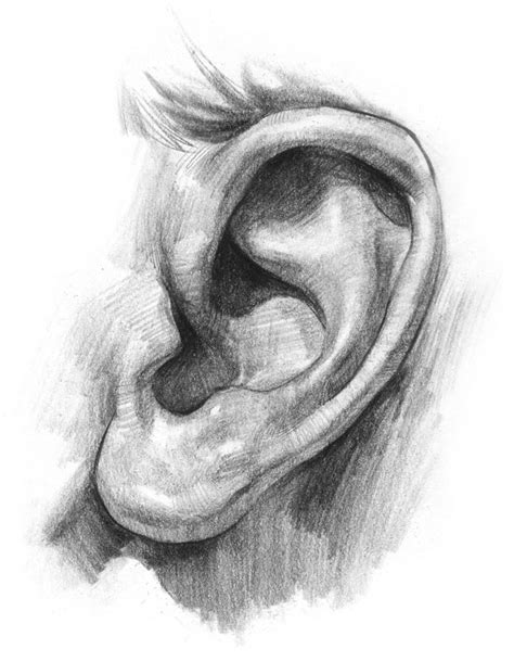 How To Draw Ears Stan Prokopenkos Blog