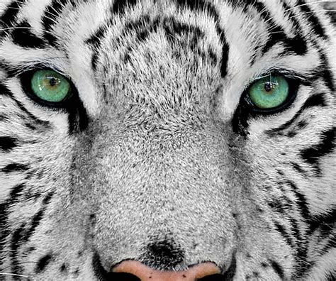 1080p Free Download White Tiger Eyes Animals Felines White Tigers