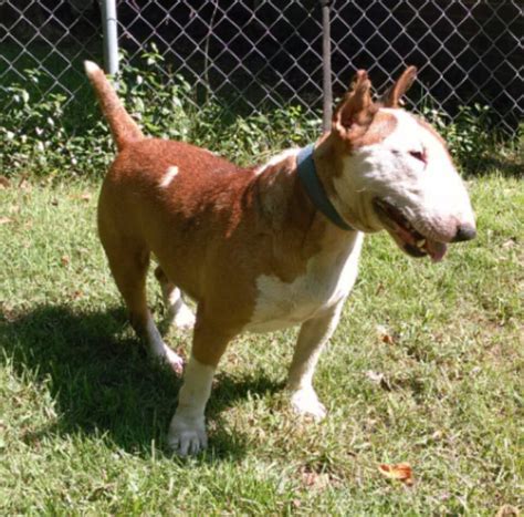 Male Bull Terriers Stud Services Boss Bull Terrier Little Jake