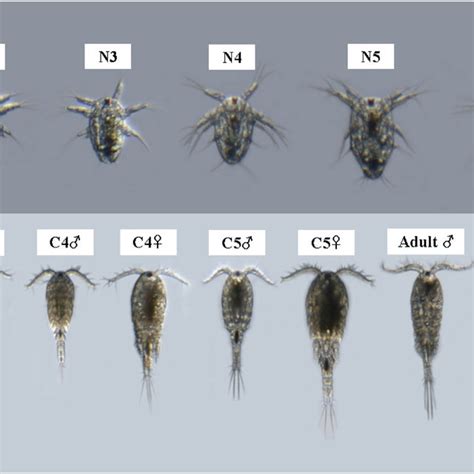 Developmental Stages Of The Copepod Paracyclopina Nana Adopted From