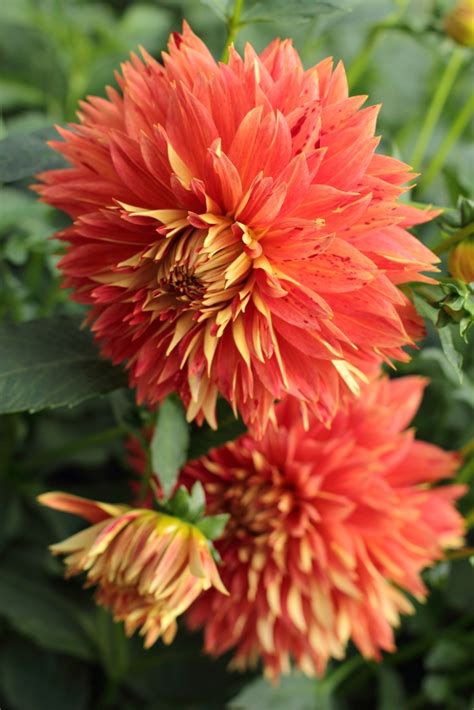 How To Taking Dahlia Cuttings To Build Your Stock Love N Fresh Flowers