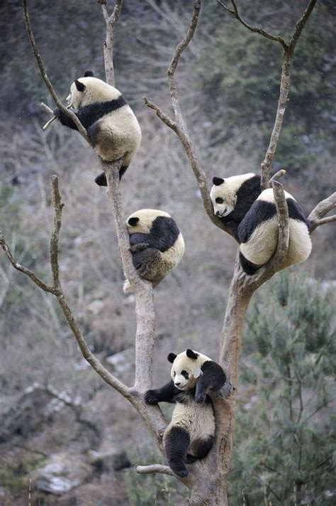 Pandas In Trees The Little Things Pinterest