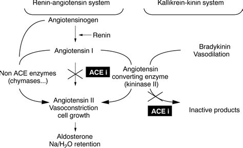 In the pathogenesis of chf, the proteolytic enzyme renin is released by the kidneys and acts on angiotensinogen, which is produced by the liver and distributed in the blood, to produce angiotensin i. Angiotensin converting enzyme inhibition: from viper to ...