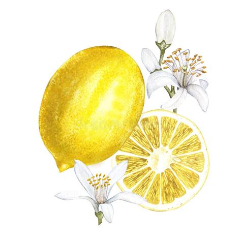 Fresh Watercolor Lemon With Flowers Hand Drawn Botanical Illustration