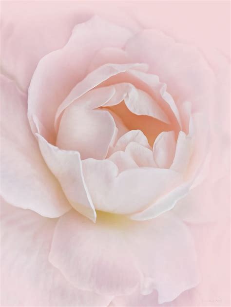 Danielles Pink Rose Flower Photograph By Jennie Marie Schell Fine