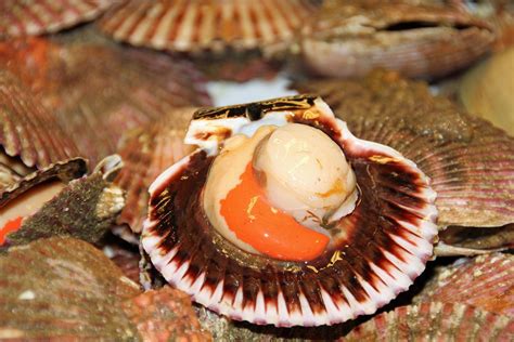 How To Remove Scallops From The Shell George Hughes Fishmonger