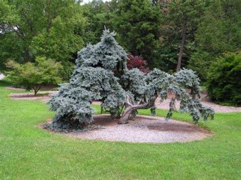 Picea Pungens Pendula Specimen At Us National Arboretum In Blue