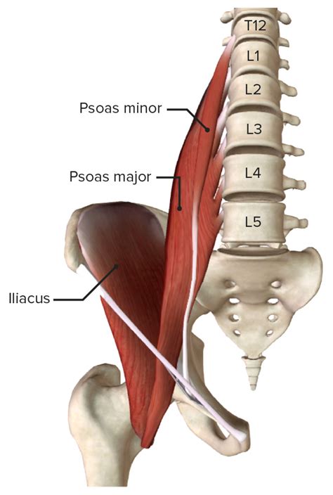 Iliopsoas Muscle Action Function Anatomy