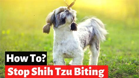 How To Train A Shih Tzu Puppy To Not Bite You Stop Shih Tzu Puppy