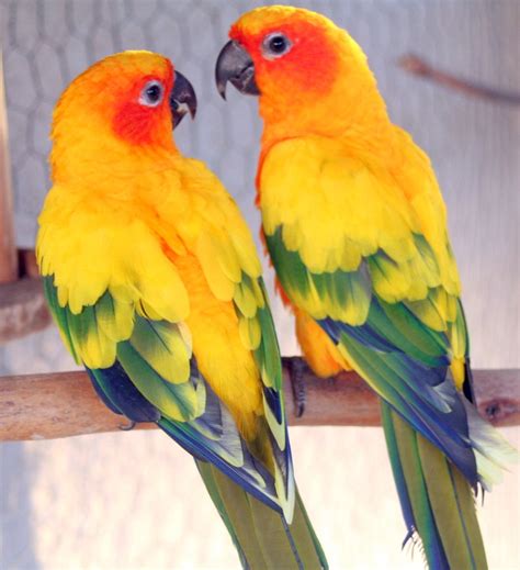 Sun Conure Parrots Like A Sunrise Just Animals Pinterest