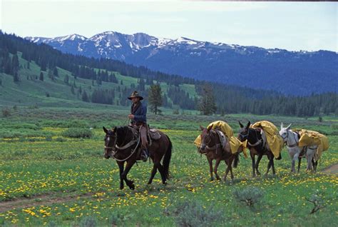 Wyoming Pack Trips Near Jackson Hole Wy Yellowstone Outfitters
