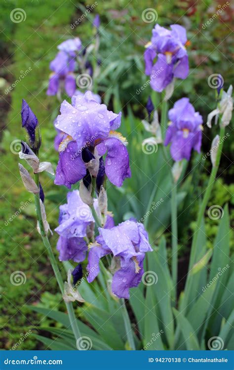 Beautiful Iris Flowers Stock Photo Image Of Bloom Iris 94270138