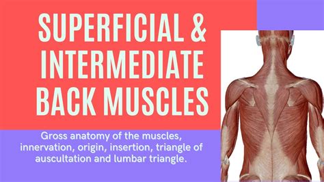 Superficial Muscles Of The Back Intermediate Back Anatomy Muscles And