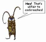 Cockroach Quotes Funny Photos
