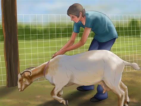 How To Milk A Goat By Hand With Pictures Wikihow