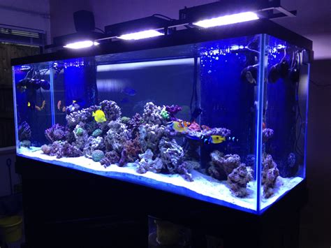 Featured Tank 210 Gallon Master Piece Frag Box Corals