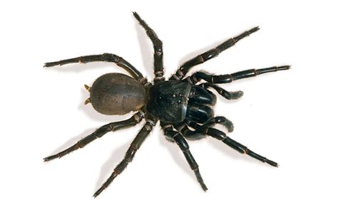 Australian Spiders The 10 Most Dangerous Australian