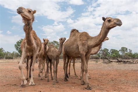 Herd Of Camels In Outback Australia Up Close Stock Photo Image Of