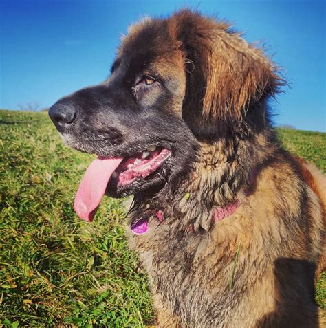 14 Astonishing Facts About Leonbergers Page 3 Of 4 Petpress